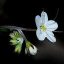 Plancia ëd Myosotis brockiei subsp. brockiei