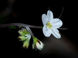 Image de Myosotis brockiei subsp. brockiei