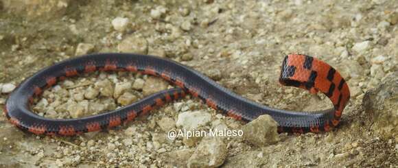 Image of Black Pipe Snake