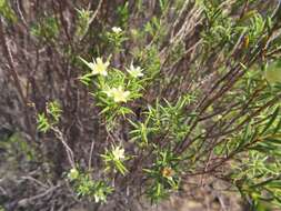 Image of Diosma acmaeophylla Eckl. & Zeyh.