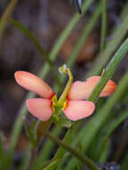 Image of Stylidium uniflorum subsp. uniflorum