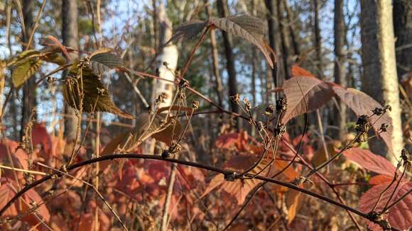 Plancia ëd Rubus recurvans Blanchard