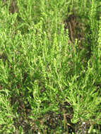 Image of Cuman ragweed