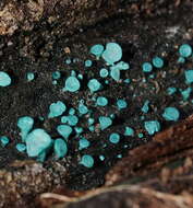 Image of Chlorociboria aeruginascens (Nyl.) Kanouse ex C. S. Ramamurthi, Korf & L. R. Batra 1958