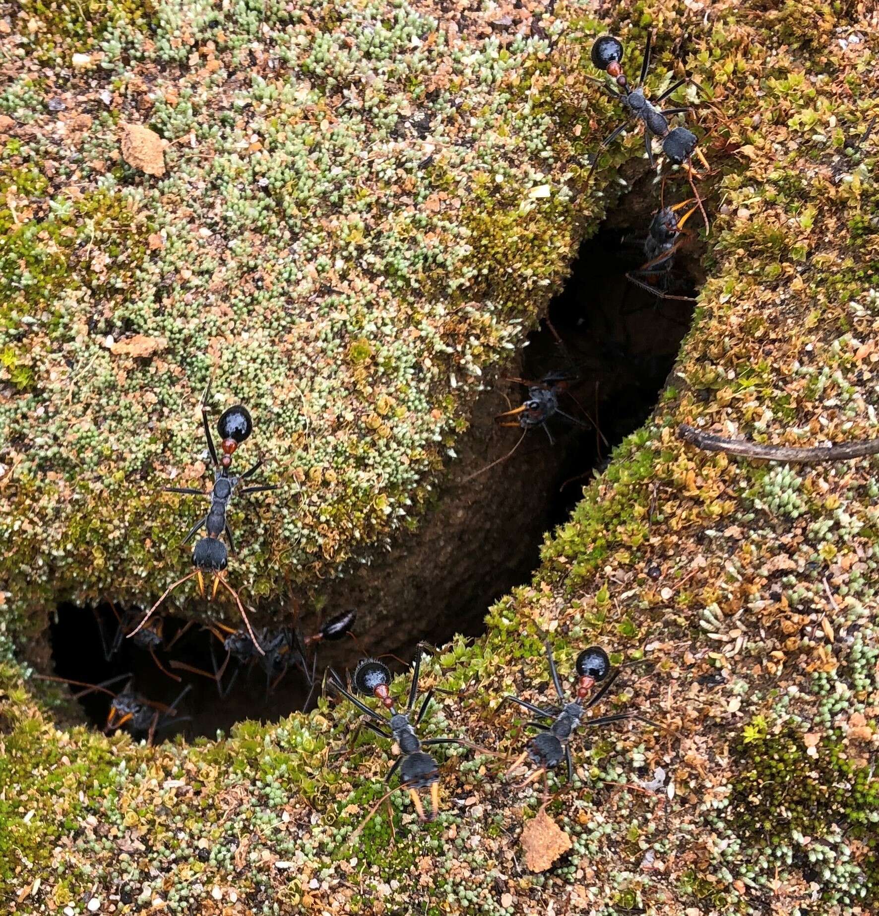 Image of Myrmecia rufinodis Smith 1858