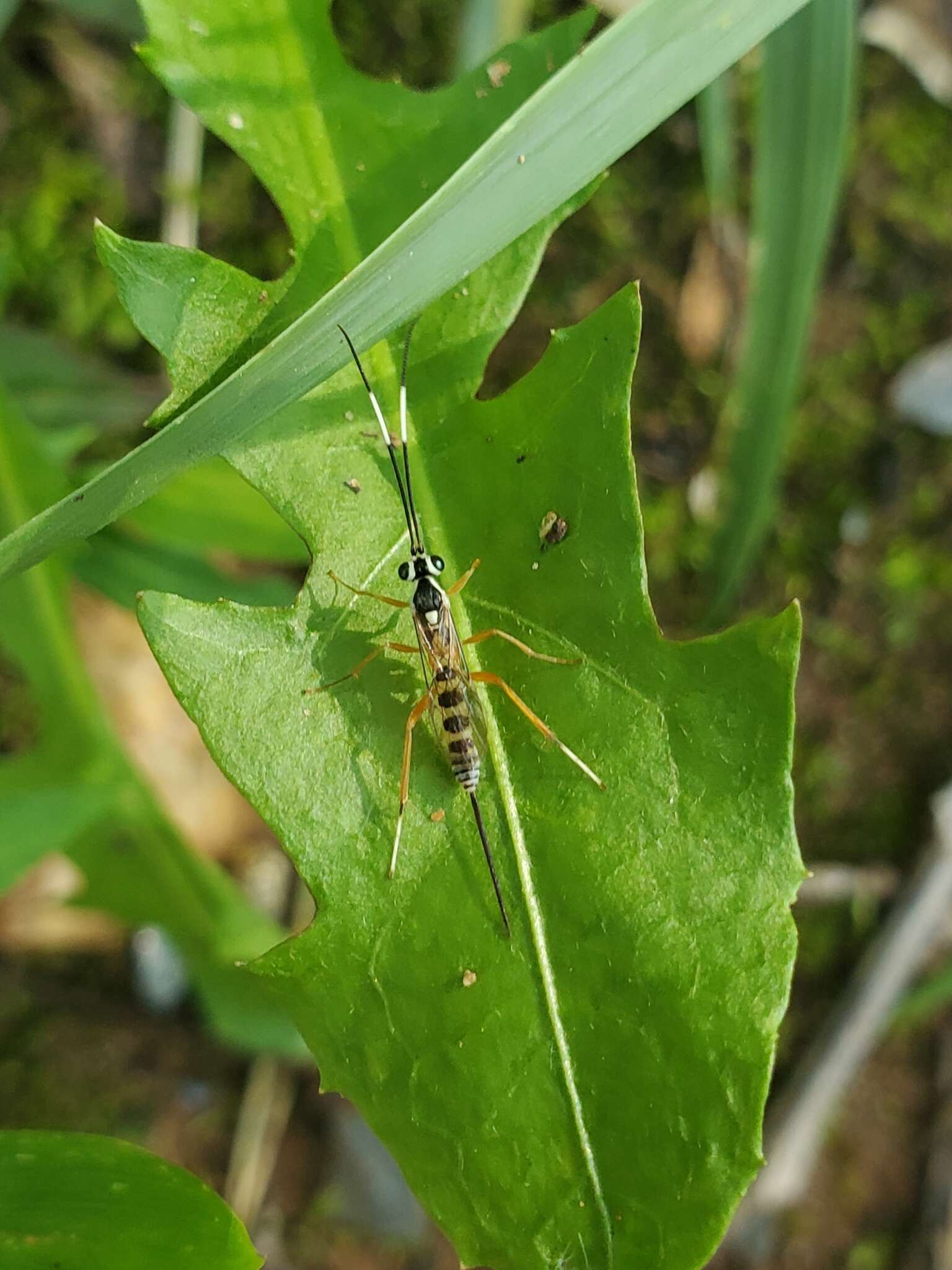 Sphelodon phoxopteridis (Weed 1888)的圖片