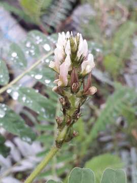 Image of Yellow Milk-vetch