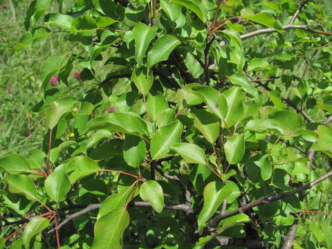 Слика од Pyrus communis subsp. caucasica (Fed.) Browicz