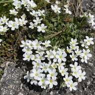 Image of mountain sandwort