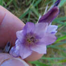 Image of Dierama floriferum Hilliard