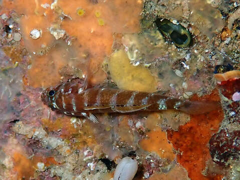 Gammogobius resmi