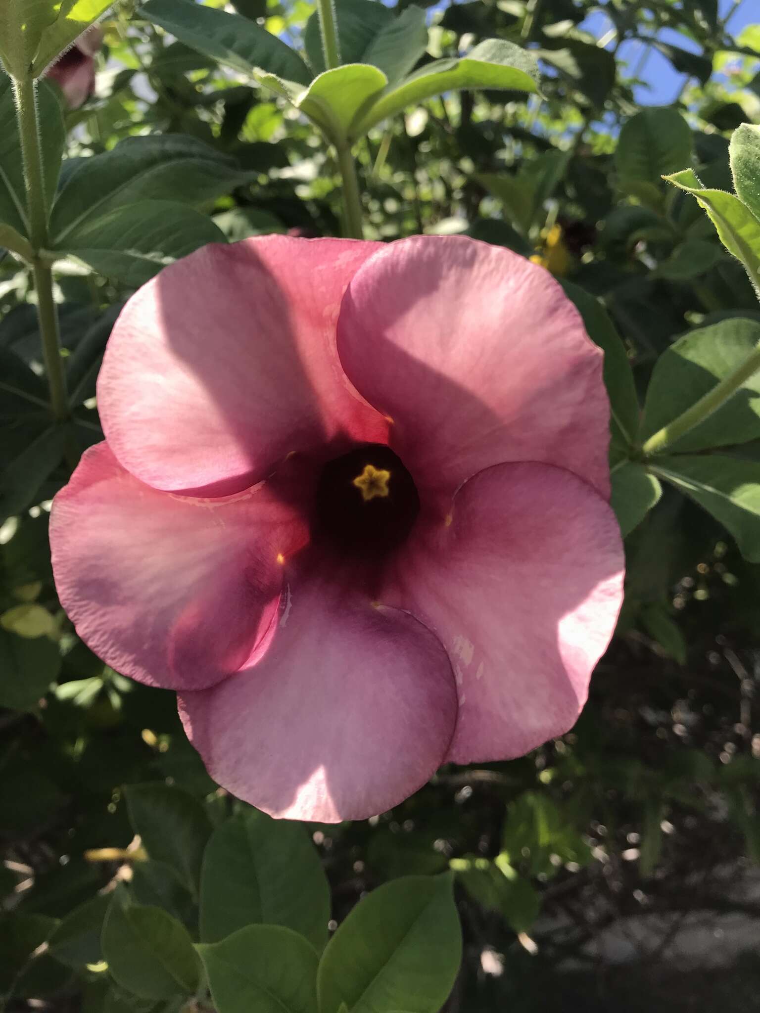 Image of purple allamanda