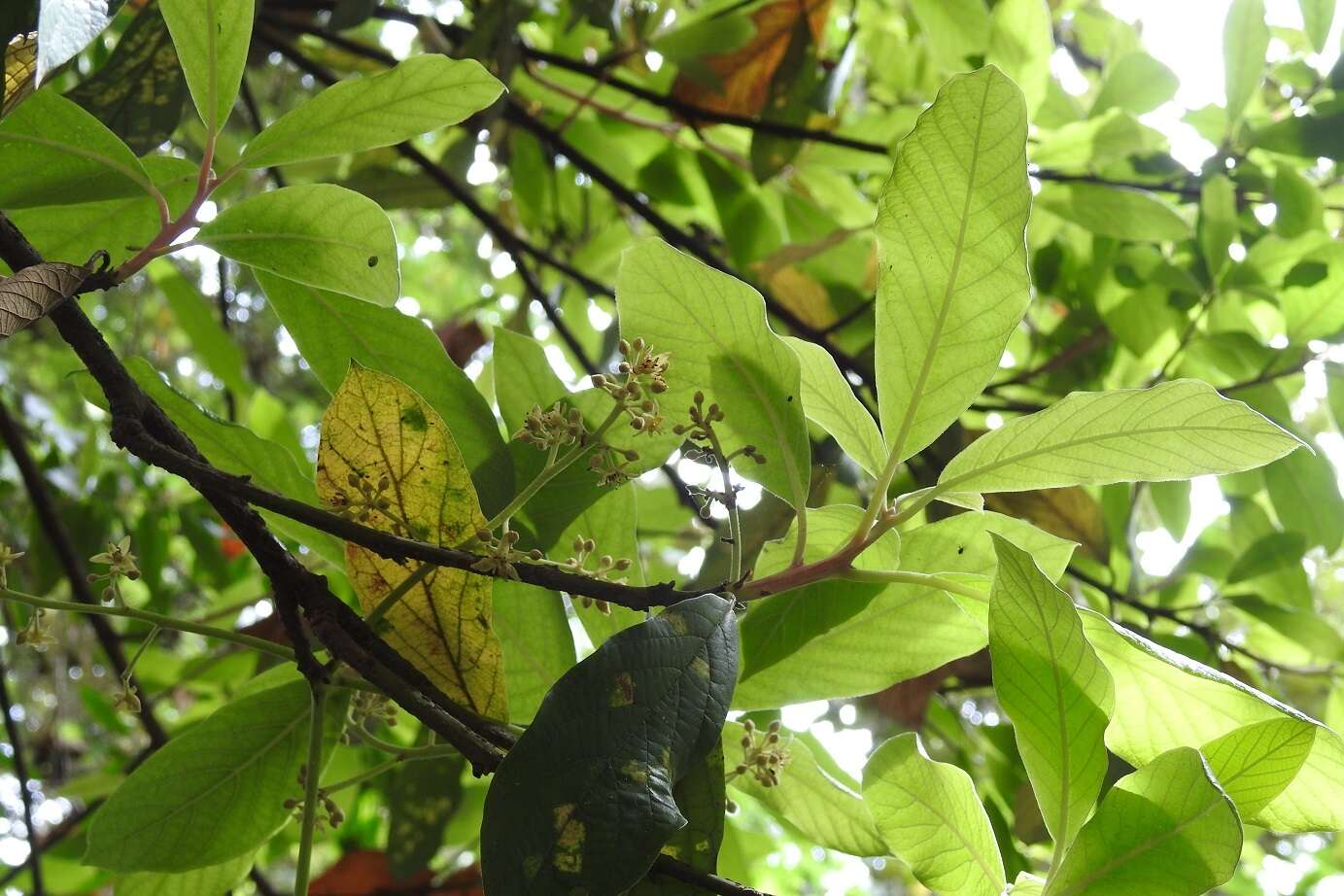 Image of avocado