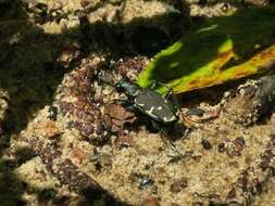 Image of Appalachian Tiger Beetle