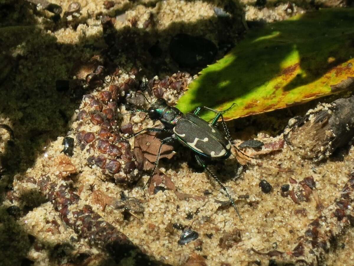 Image of Appalachian Tiger Beetle