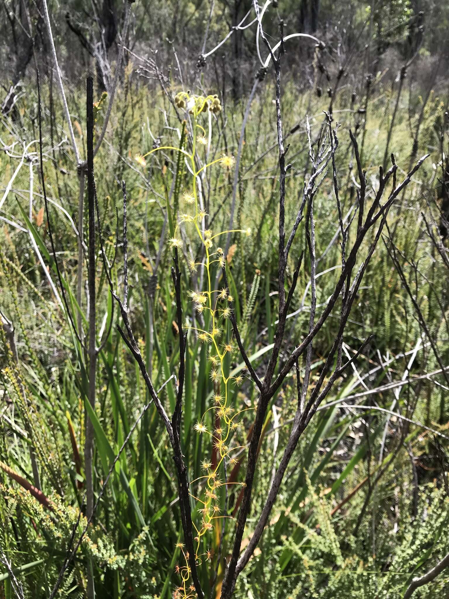 Image de Drosera erythrogyne N. Marchant & Lowrie