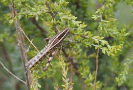 Heteracris littoralis (Rambur 1838)的圖片