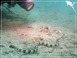 Image of Slender-necked Seasnake