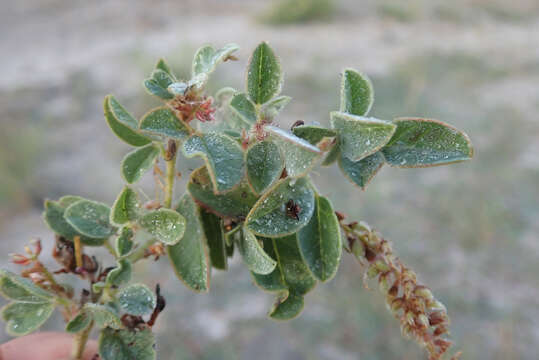 Plancia ëd Indigofera flavicans Baker