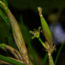 Image of Scaphyglottis fasciculata Hook.