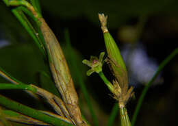 Image of Scaphyglottis fasciculata Hook.