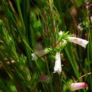 Image of Fountain Heath