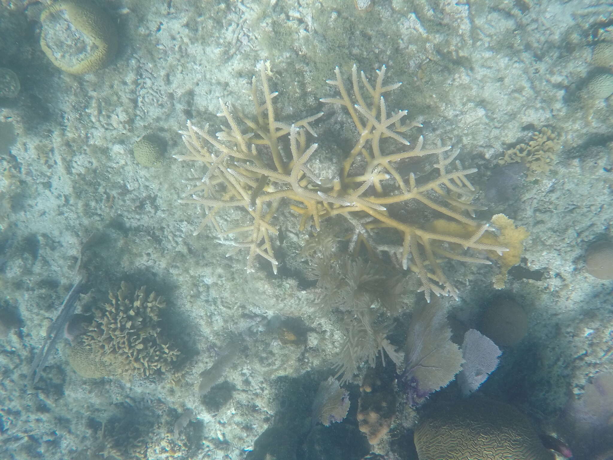 Image of Staghorn Coral