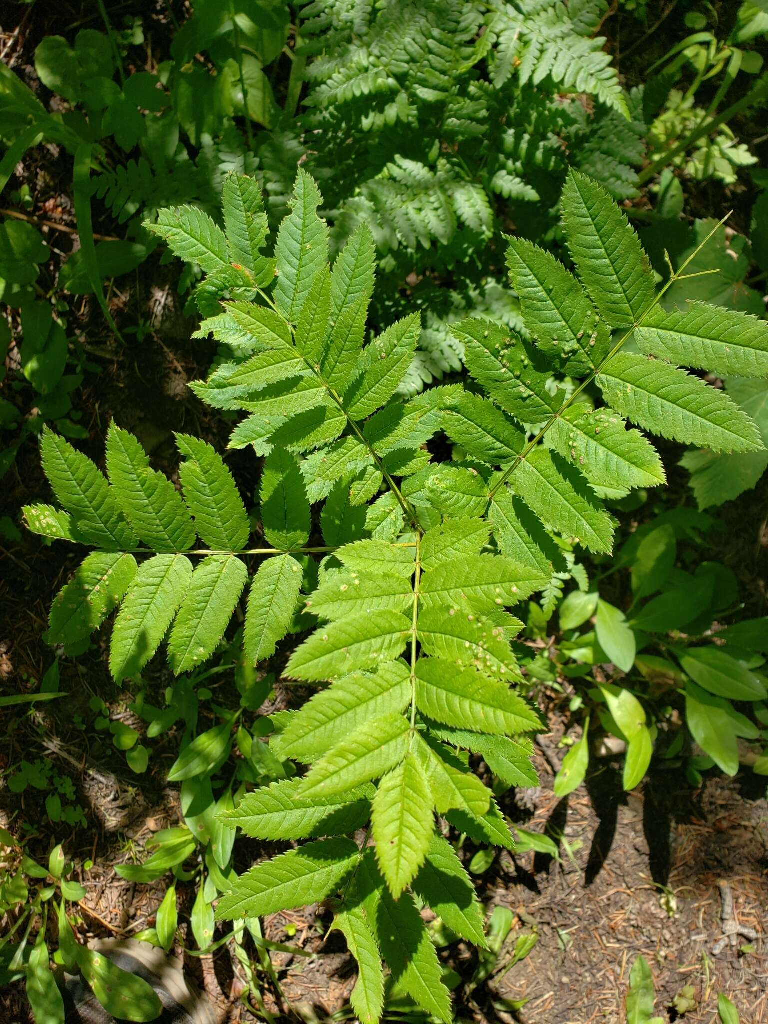 Image of Sorbus scopulina var. scopulina