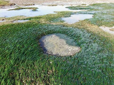 Image of Zostera novazelandica Setch.