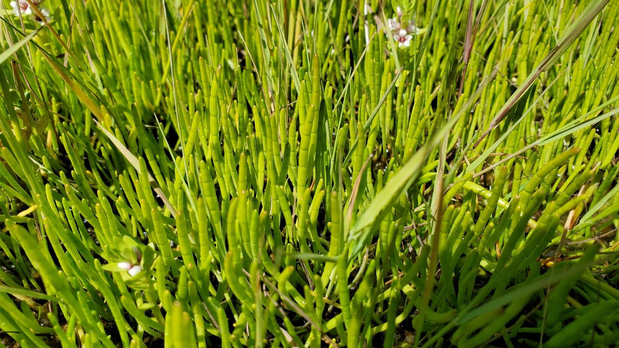 Image of western grasswort