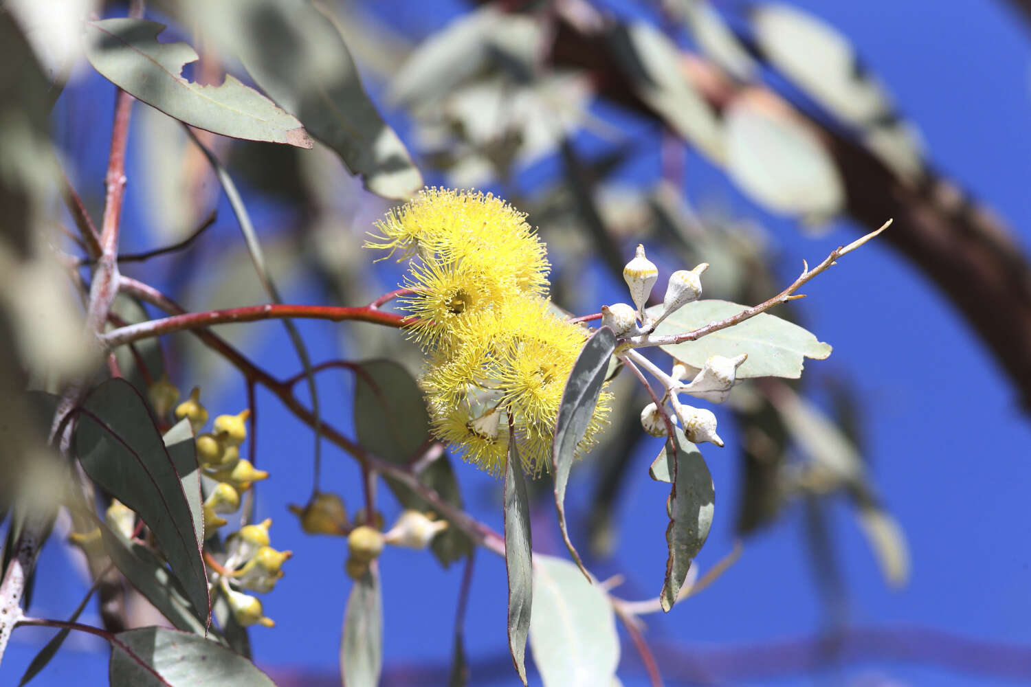 Image of lemon-flower gum