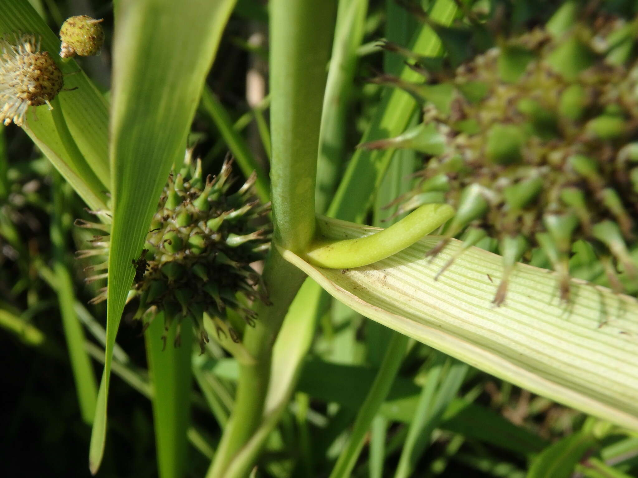 Image of big bur-reed