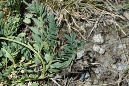 Image of Astragalus leontinus Wulfen