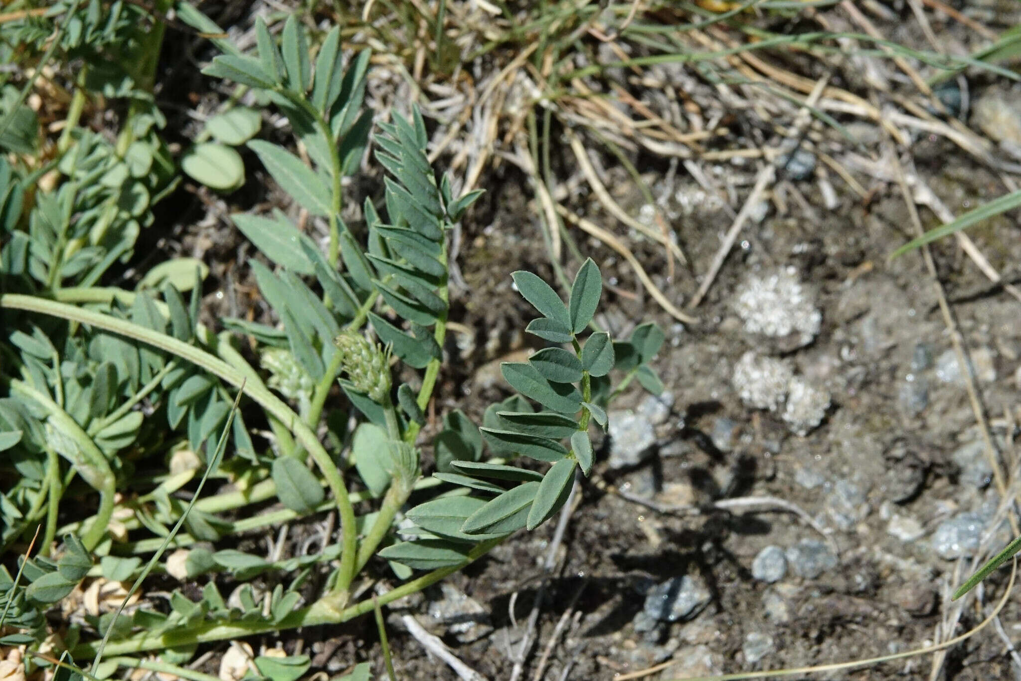 Image of Astragalus leontinus Wulfen