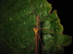 Image of Ignacia auriculata (Bolívar 1896)