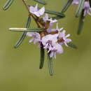 Image of Hovea asperifolia I. Thomps.
