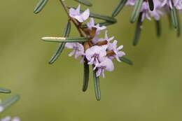 Hovea asperifolia I. Thomps.的圖片