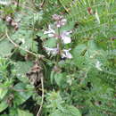 Imagem de Stachys aculeolata Hook. fil.