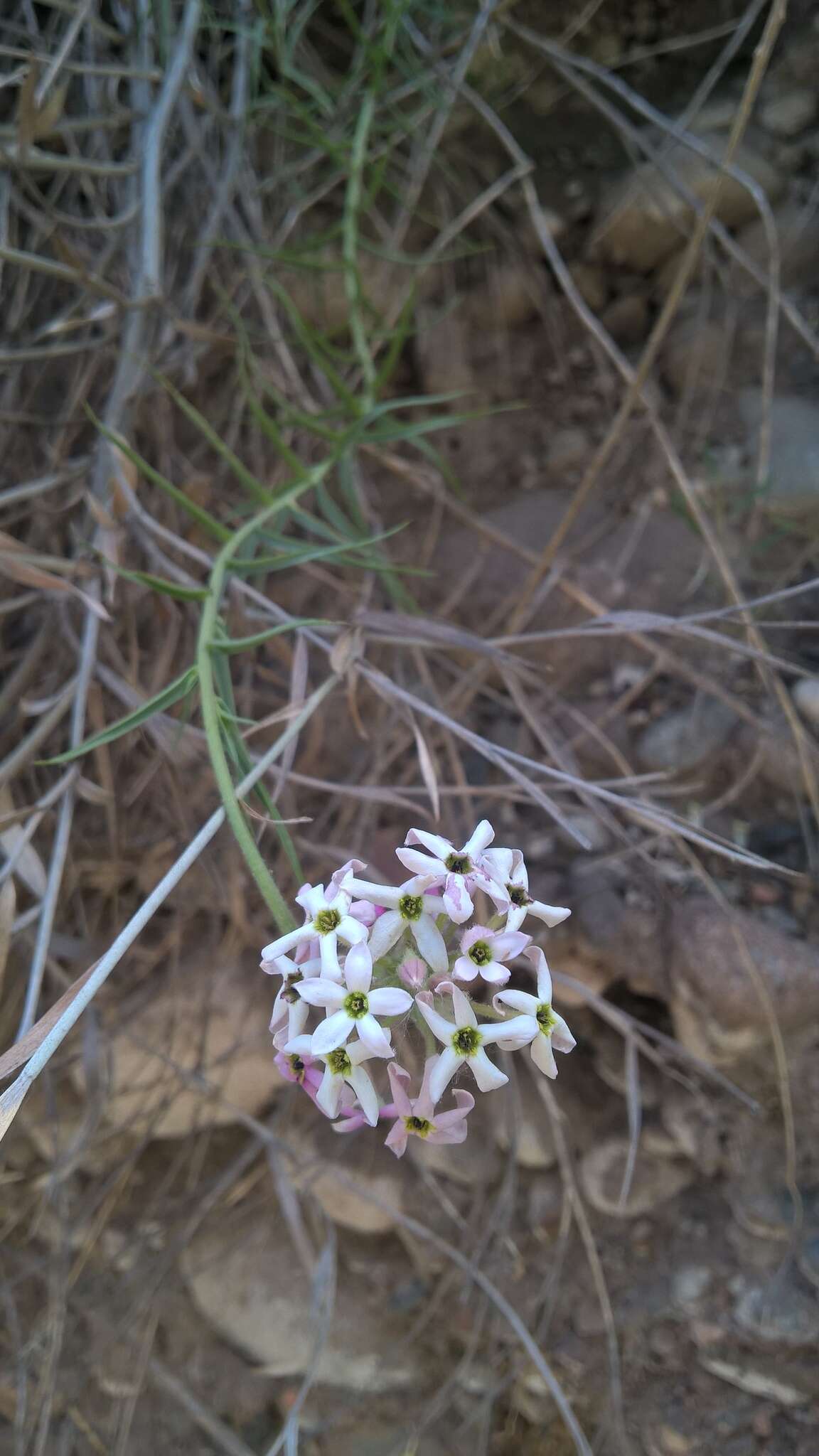 Plancia ëd Arjona longifolia Phil.