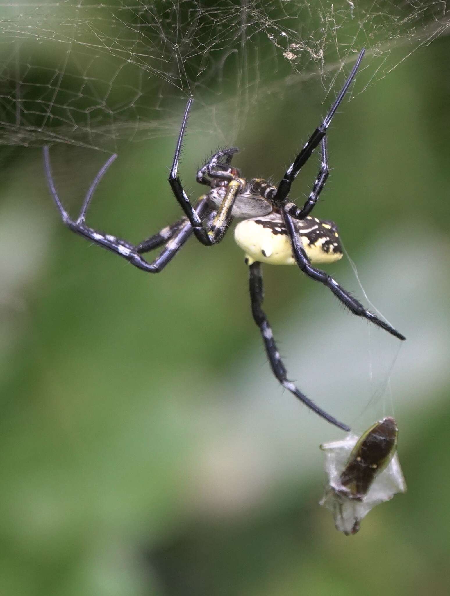 Imagem de Cyrtophora cylindroides (Walckenaer 1841)