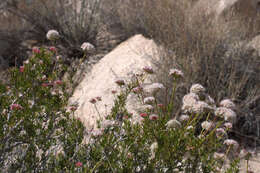 Image of Eastern Mojave buckwheat