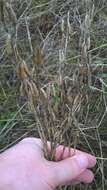 Image of Palouse milkvetch