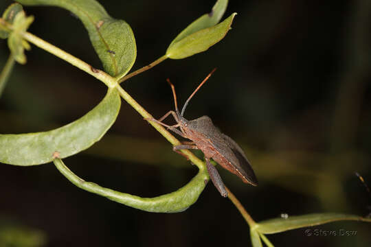 Image of Amorbus rubiginosus (Guérin-Méneville 1831)