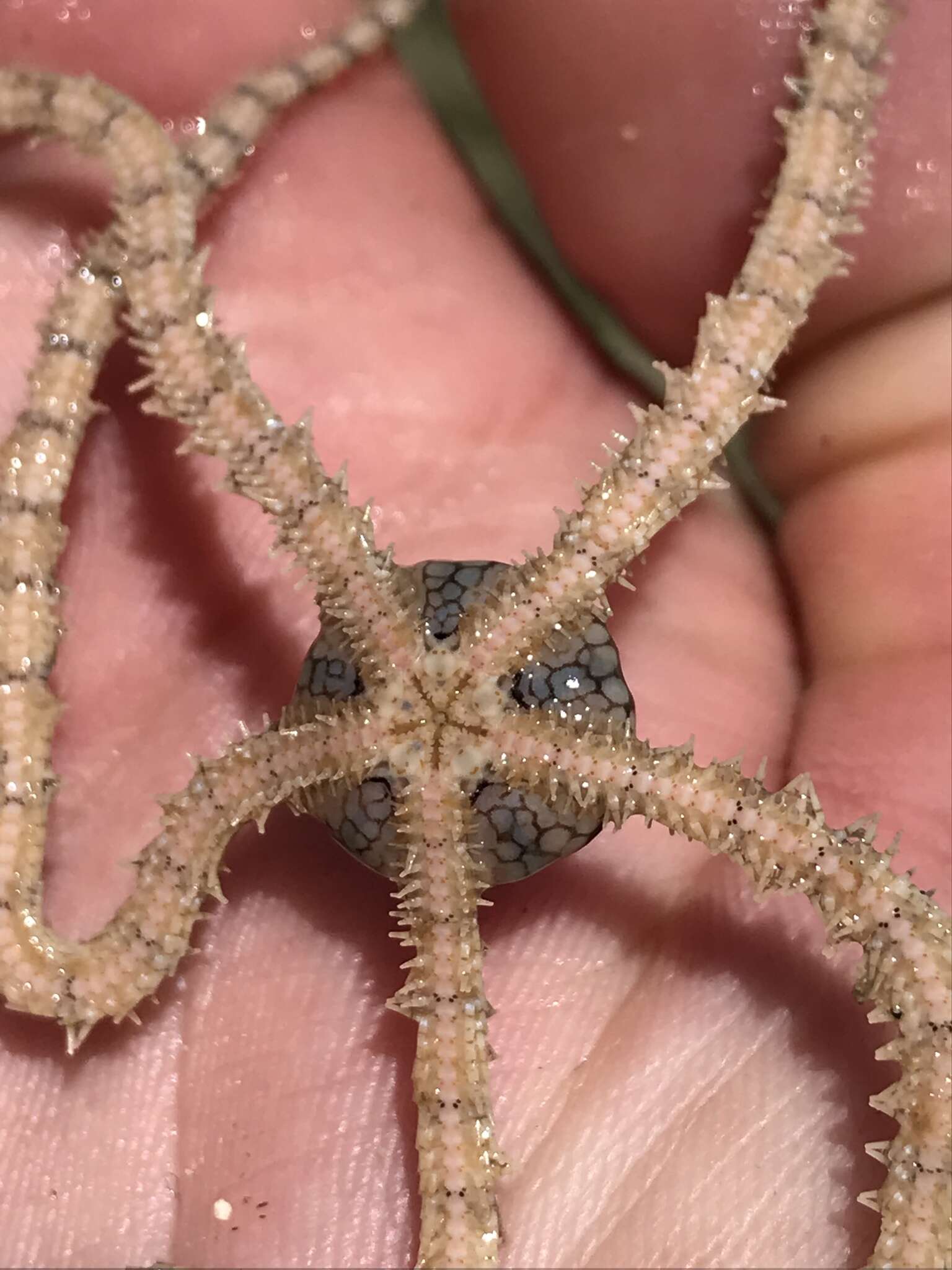 Image of Reticulated brittle star