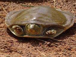 Image of Senegal Soft-shelled Turtle