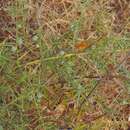 Image of Asparagus aphyllus subsp. aphyllus