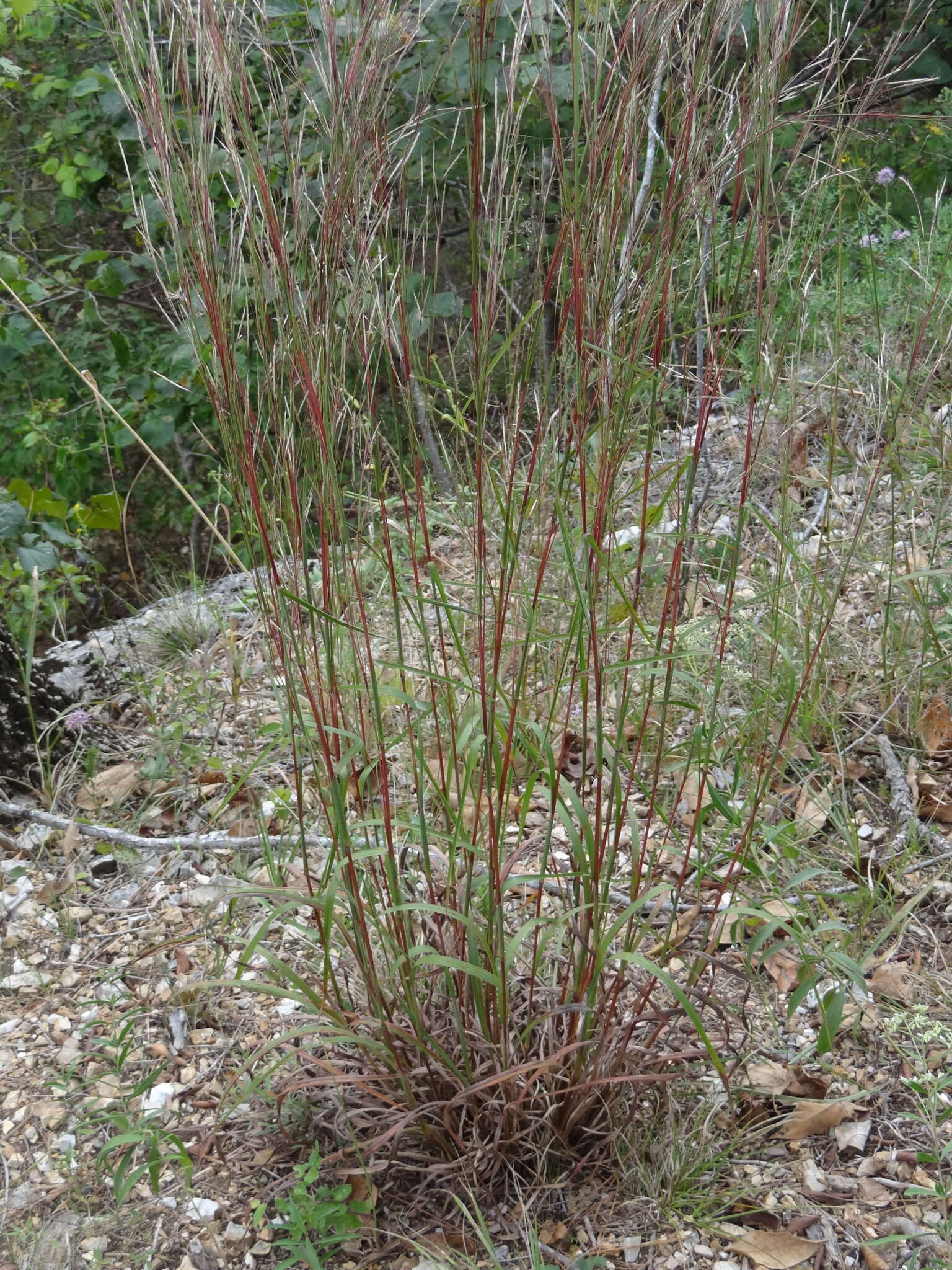 Schizachyrium scoparium subsp. scoparium resmi