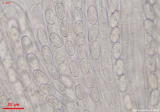 Слика од Pseudoboubovia benkertii (B. Perić) U. Lindem., M. Vega, B. Perić & Tena 2015