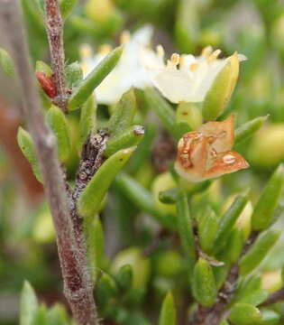 Image of Lachnaea axillaris Meissn.