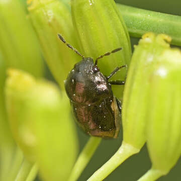 Image of Corimelaena (Corimelaena) pulicaria (Germar 1839)